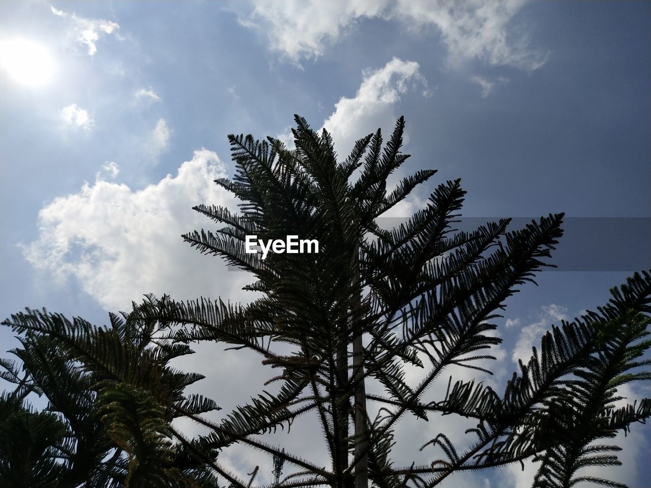 LOW ANGLE VIEW OF PALM TREE