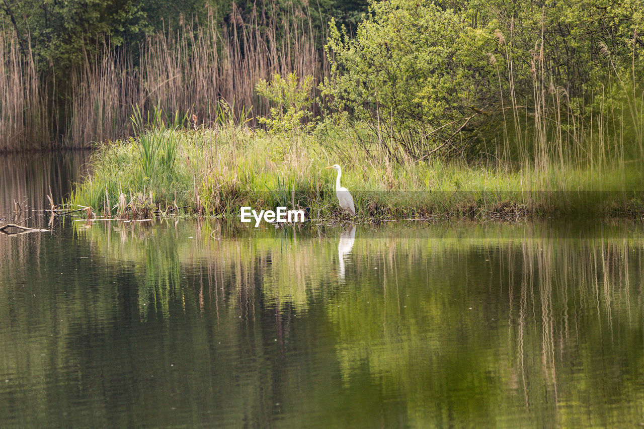 VIEW OF DUCK IN LAKE