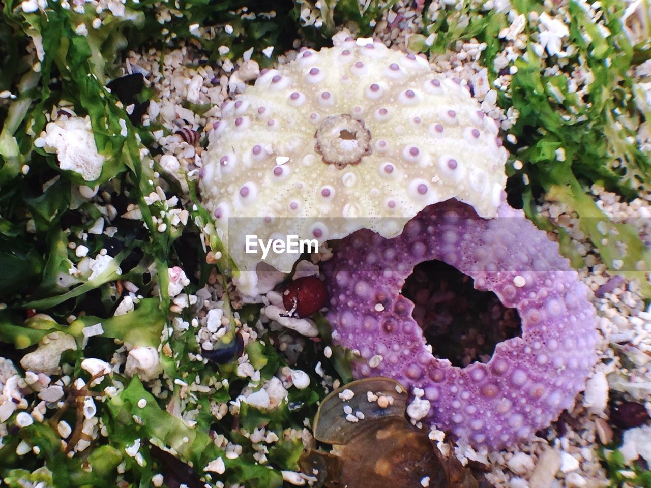 Directly above shot of multi colored sea urchins on beach