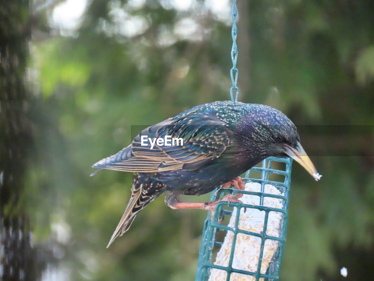 CLOSE-UP OF A BIRD PERCHING ON A WOODEN POST