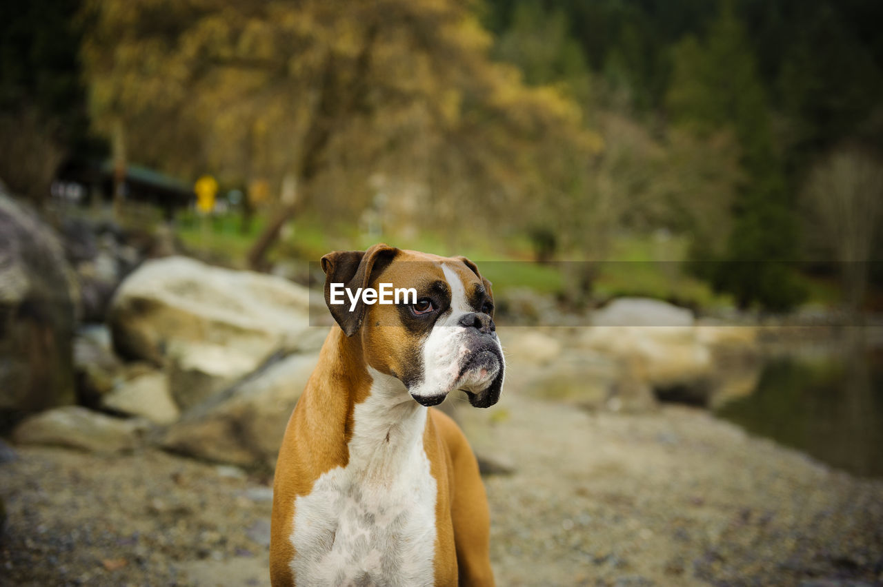 View of dog by rocks