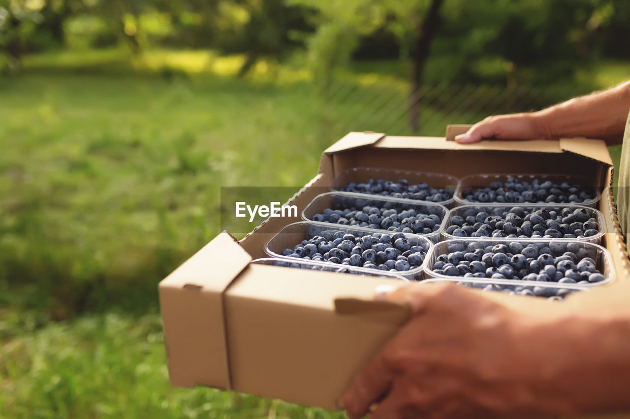 Man hands holding box with fresh cultivated blueberry. farmer cultivating, harvesting blueberry