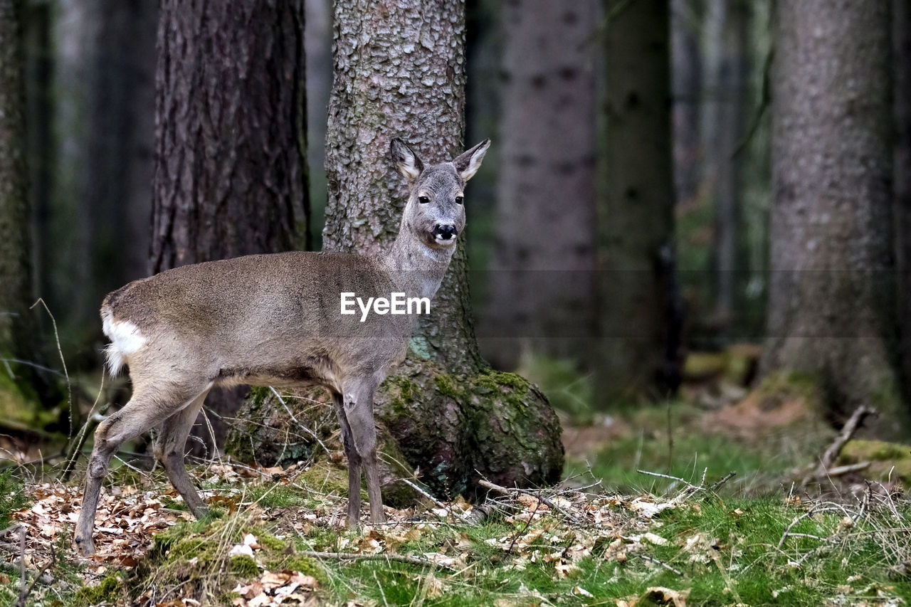 DEER IN A FIELD