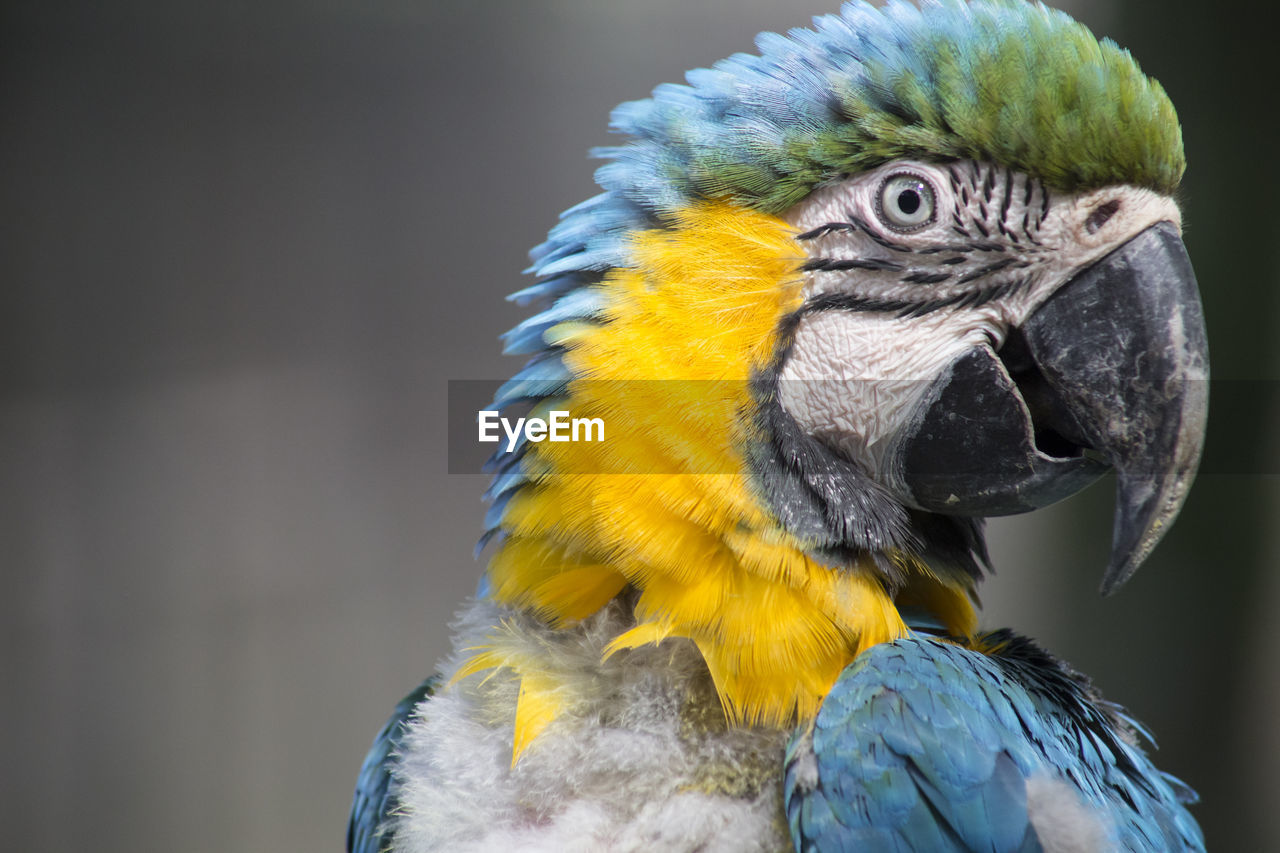 Close-up of blue and gold macaw