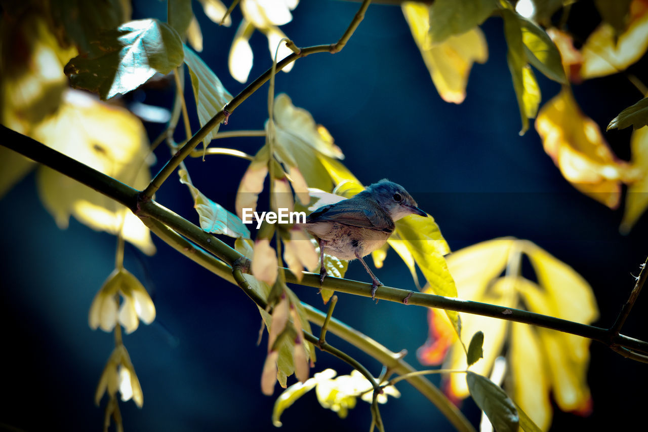 CLOSE-UP OF BIRD PERCHING ON A BRANCH