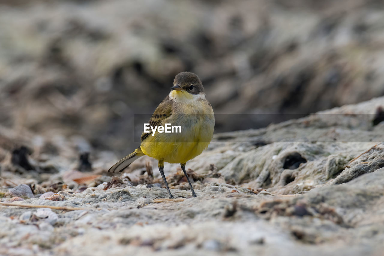 close-up of bird perching on field