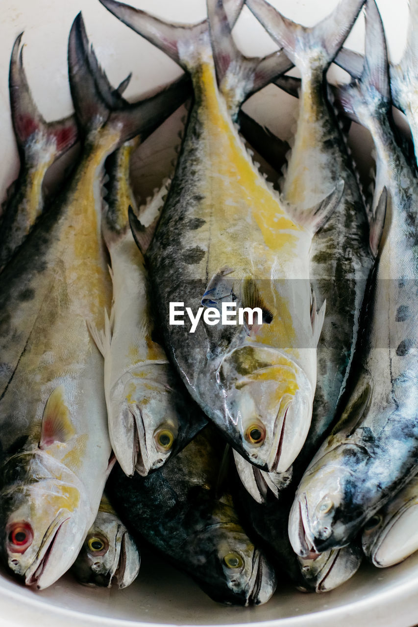 High angle view of fish for sale in market