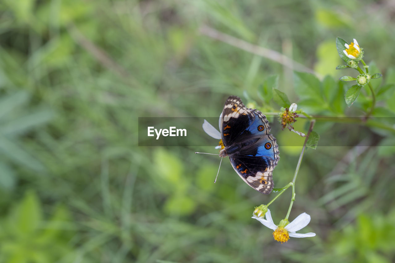Close-up of butterfly pollinating on flower