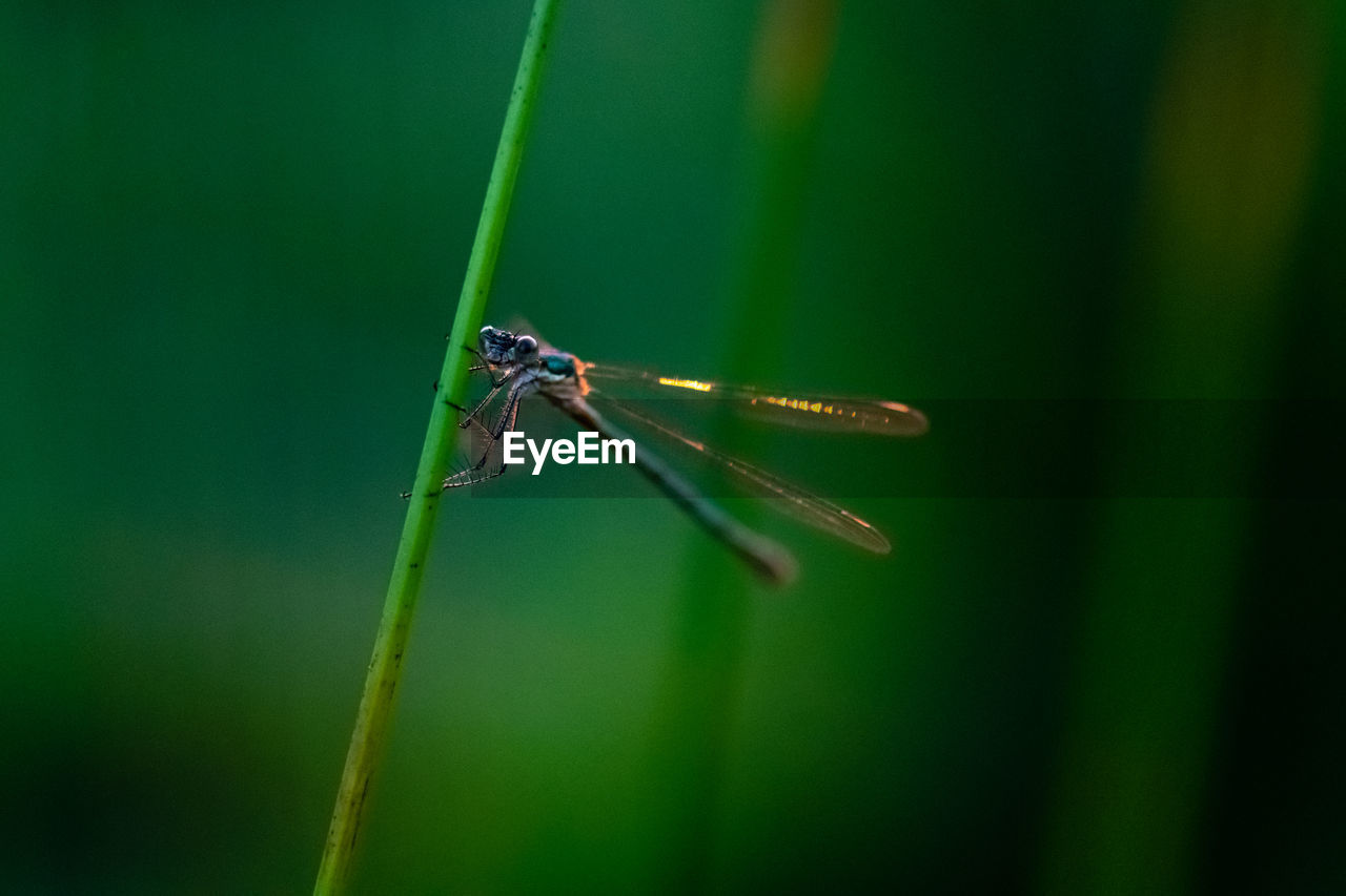 green, insect, animal, animal themes, animal wildlife, dragonflies and damseflies, wildlife, one animal, macro photography, dragonfly, close-up, plant stem, nature, plant, no people, focus on foreground, animal wing, grass, day, outdoors, beauty in nature, plant part, leaf