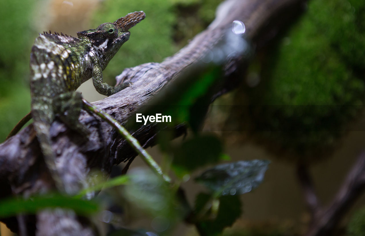 animal themes, animal, animal wildlife, green, reptile, one animal, wildlife, plant, nature, tree, no people, selective focus, branch, macro photography, outdoors, animal body part, close-up, day, lizard, water, forest