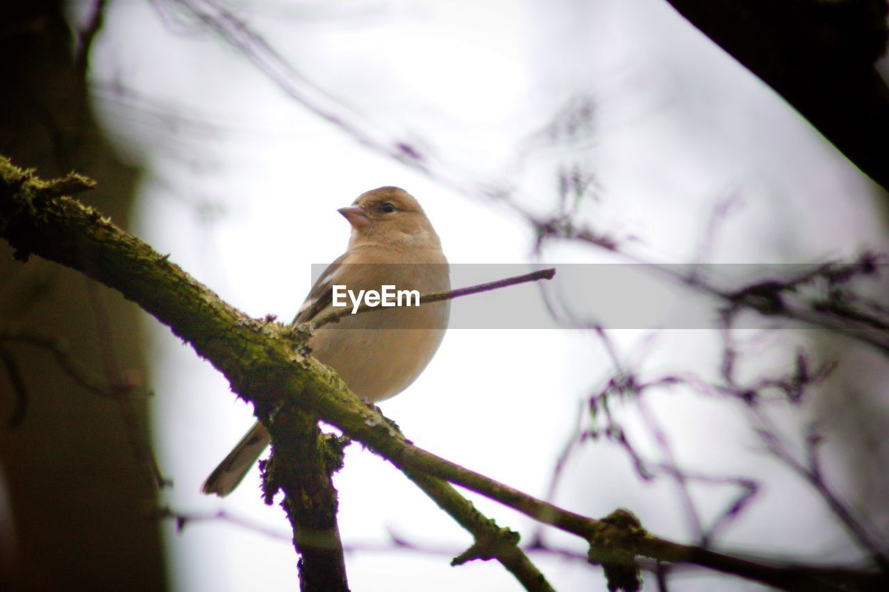 CLOSE-UP OF BIRD PERCHING ON TREE