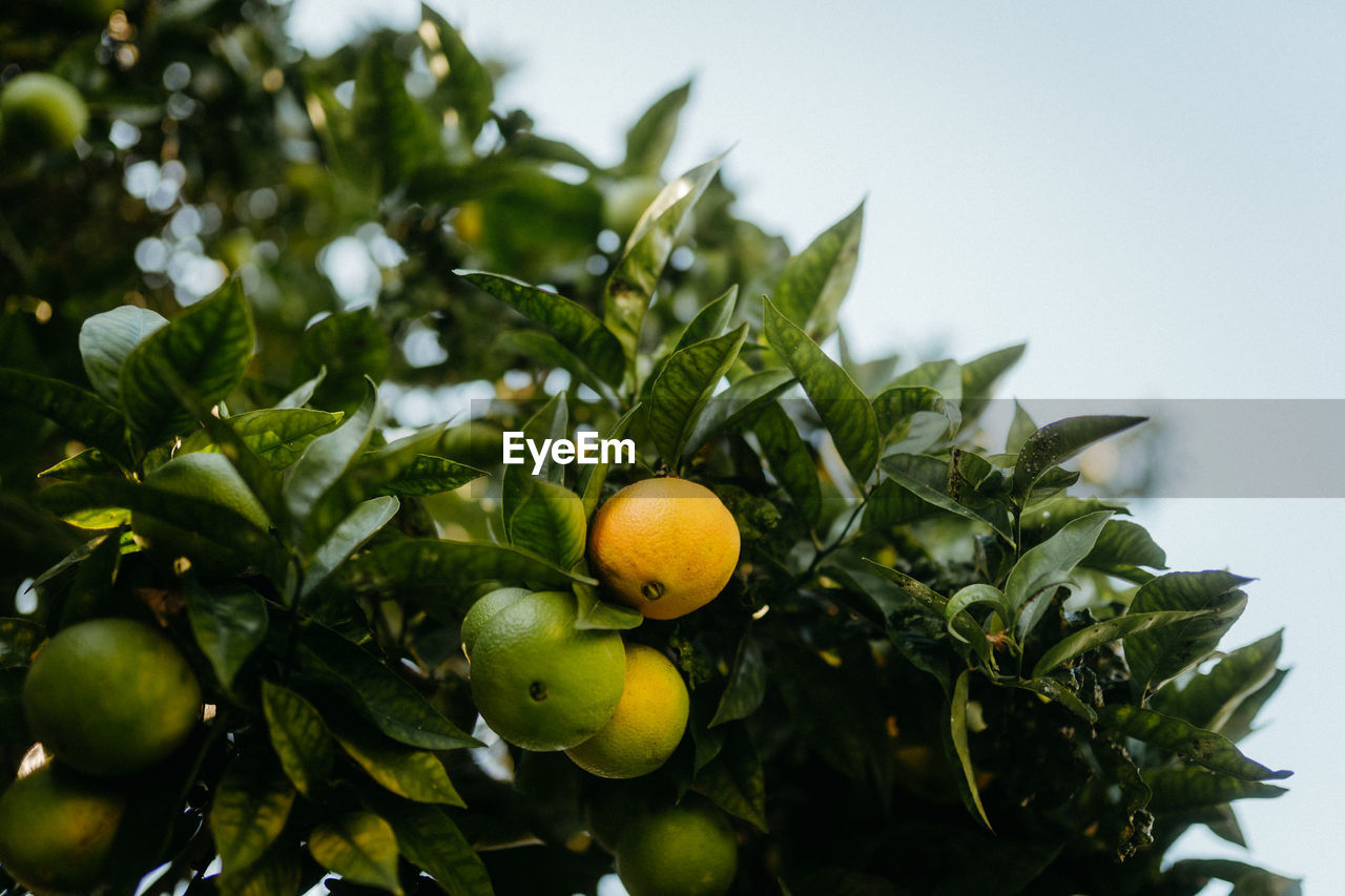 close-up of fruits against sky