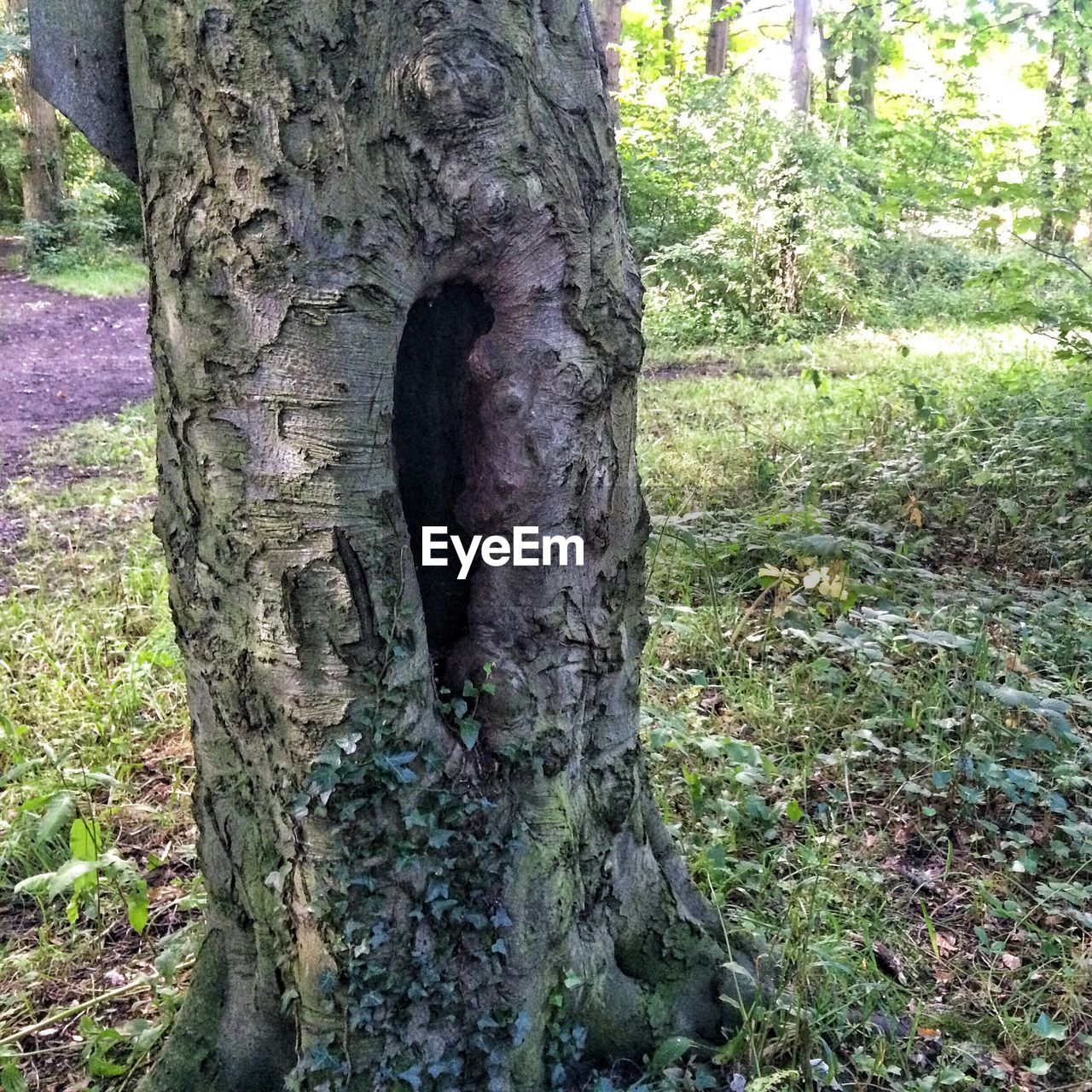 VIEW OF TREES IN FOREST