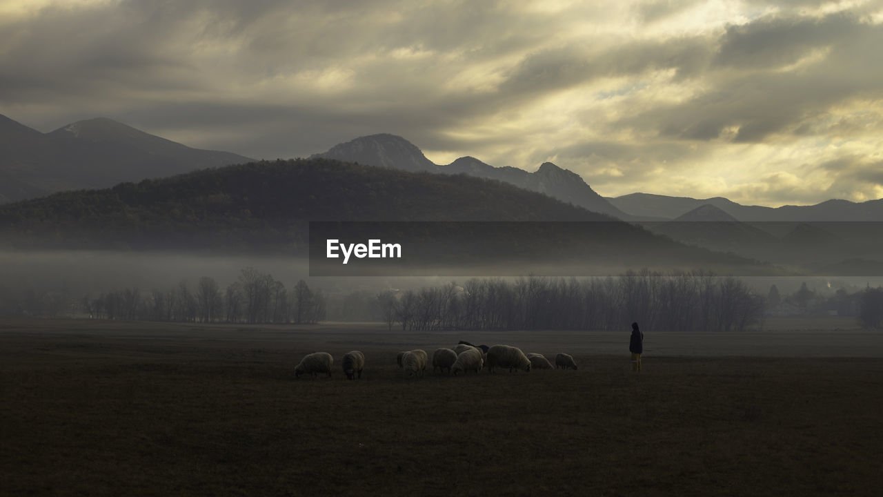 View of a sheep on landscape