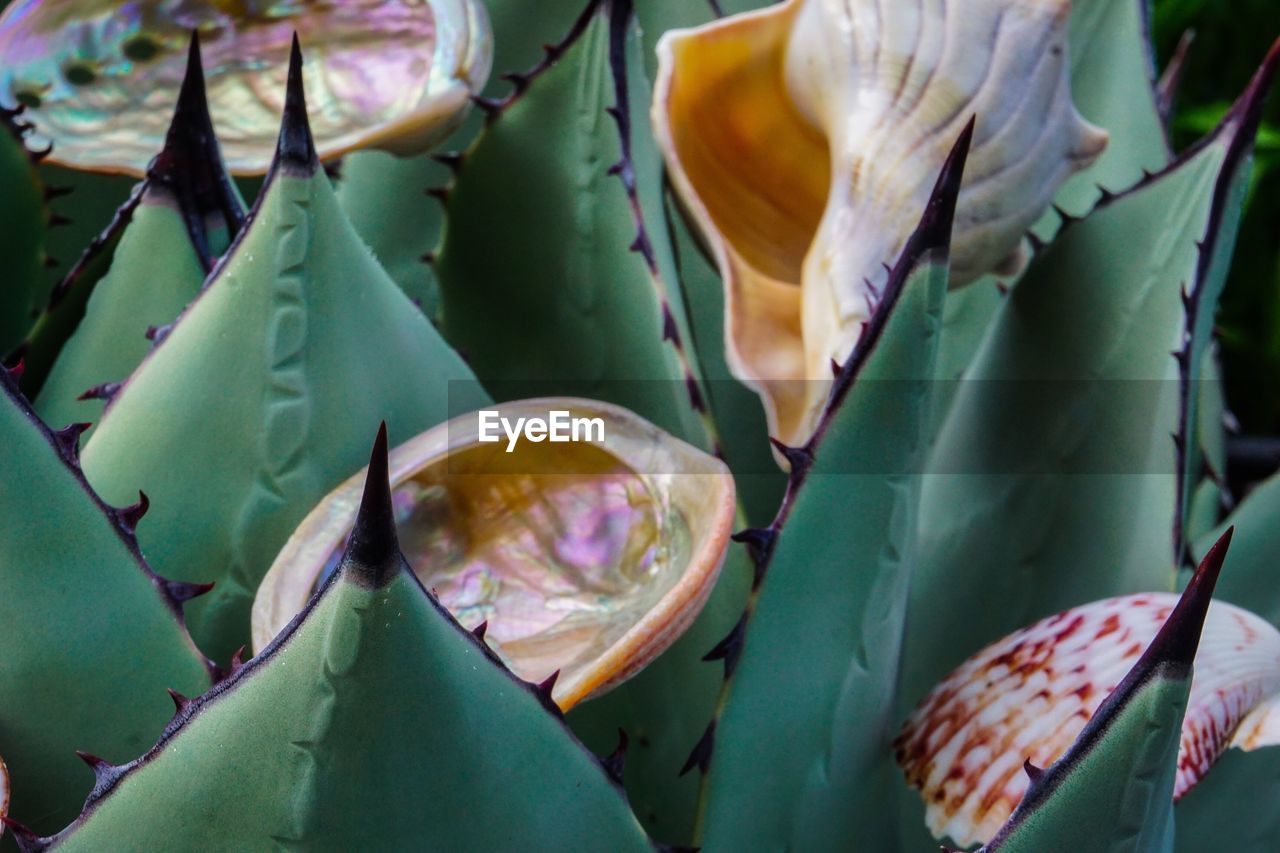 CLOSE-UP OF FLOWER PLANTS