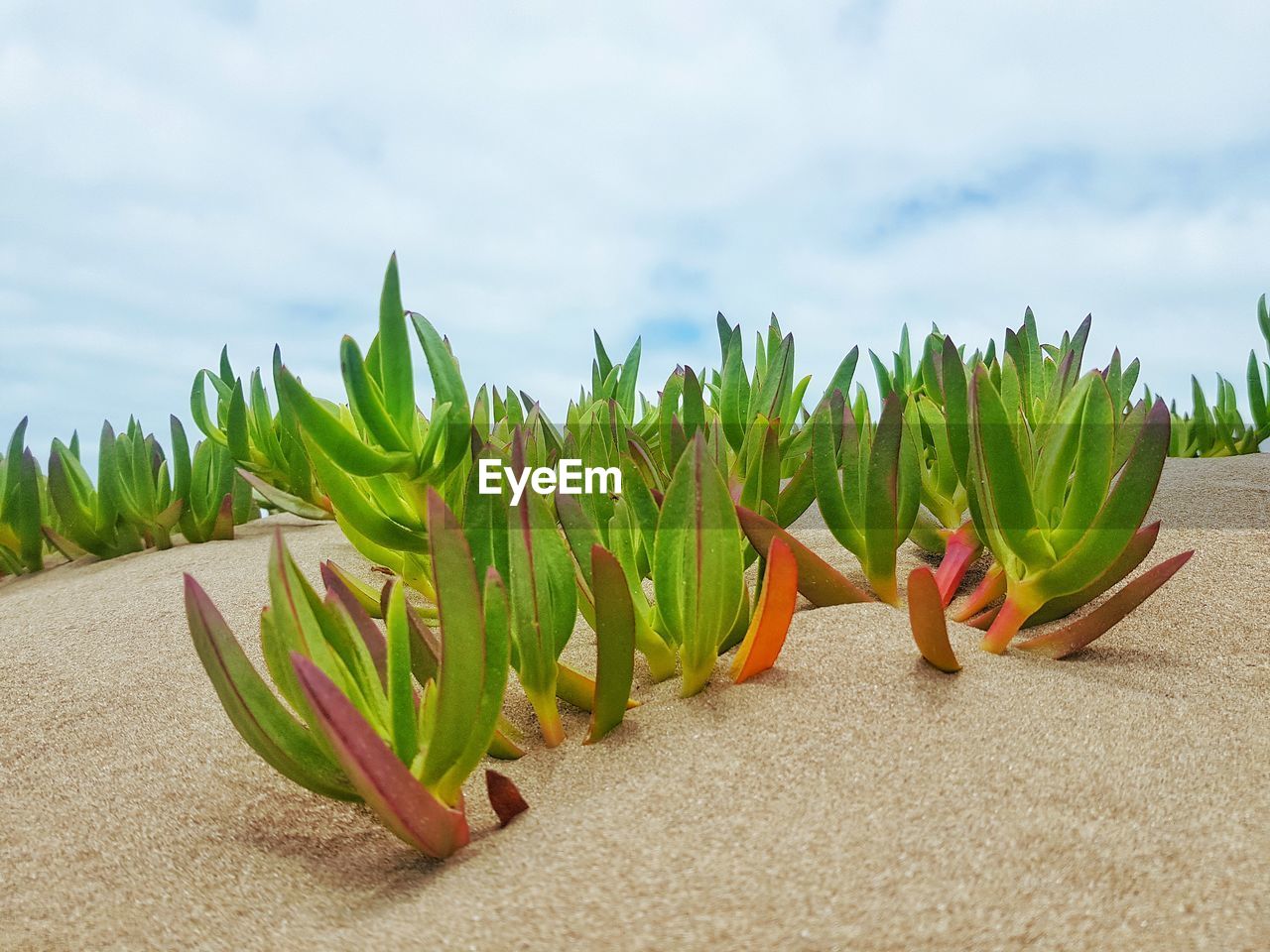 Close-up of succulent plant on beach against sky