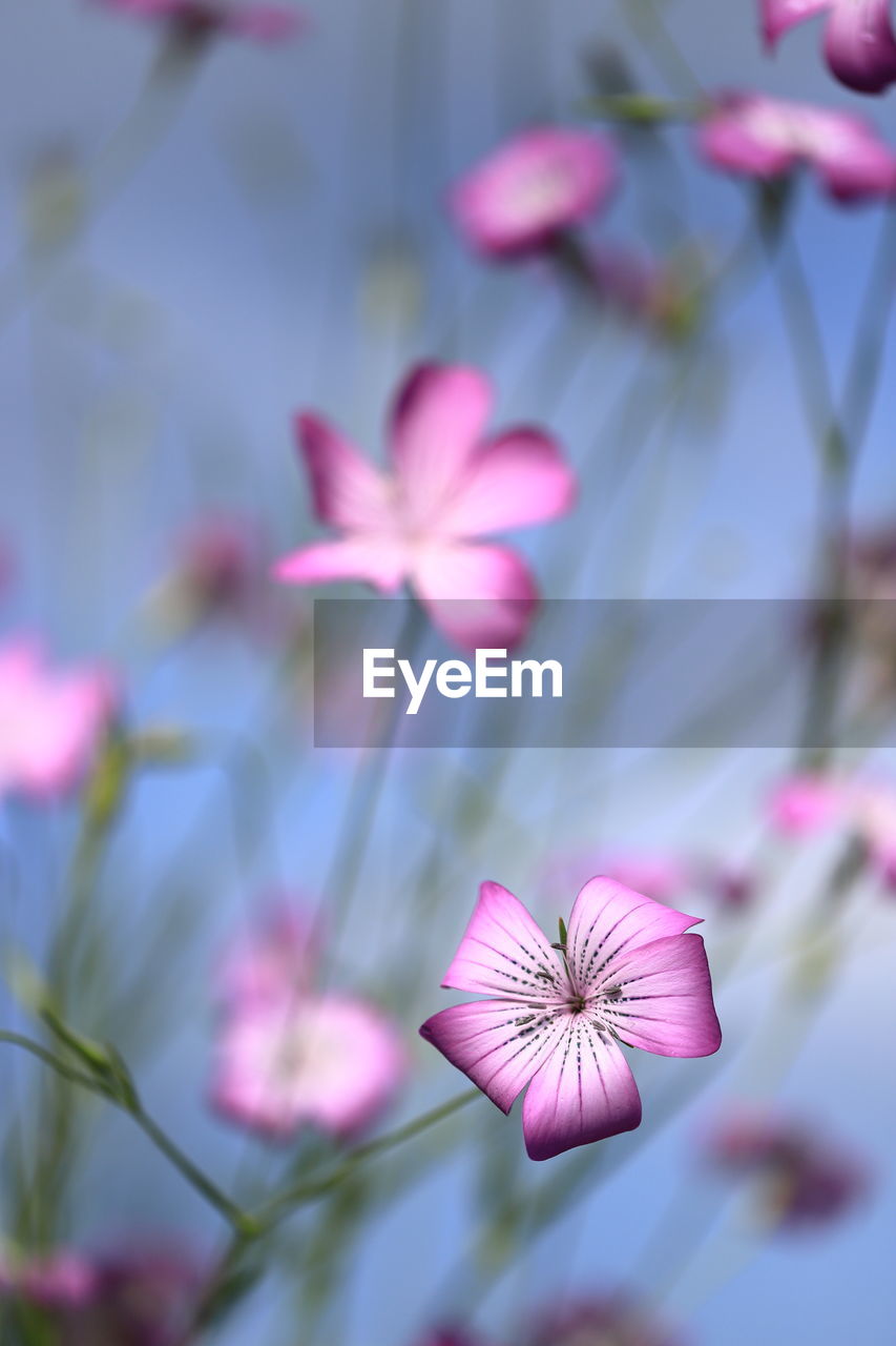 Close-up of pink flowering plant