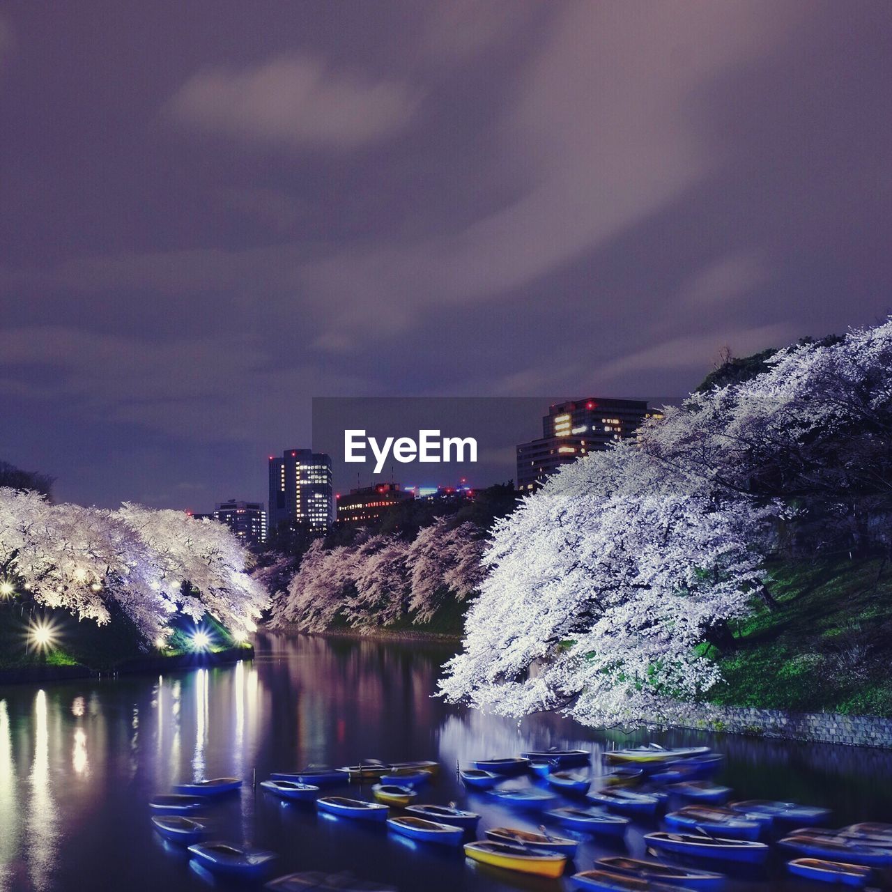 Night cityscape with blooming trees by lake
