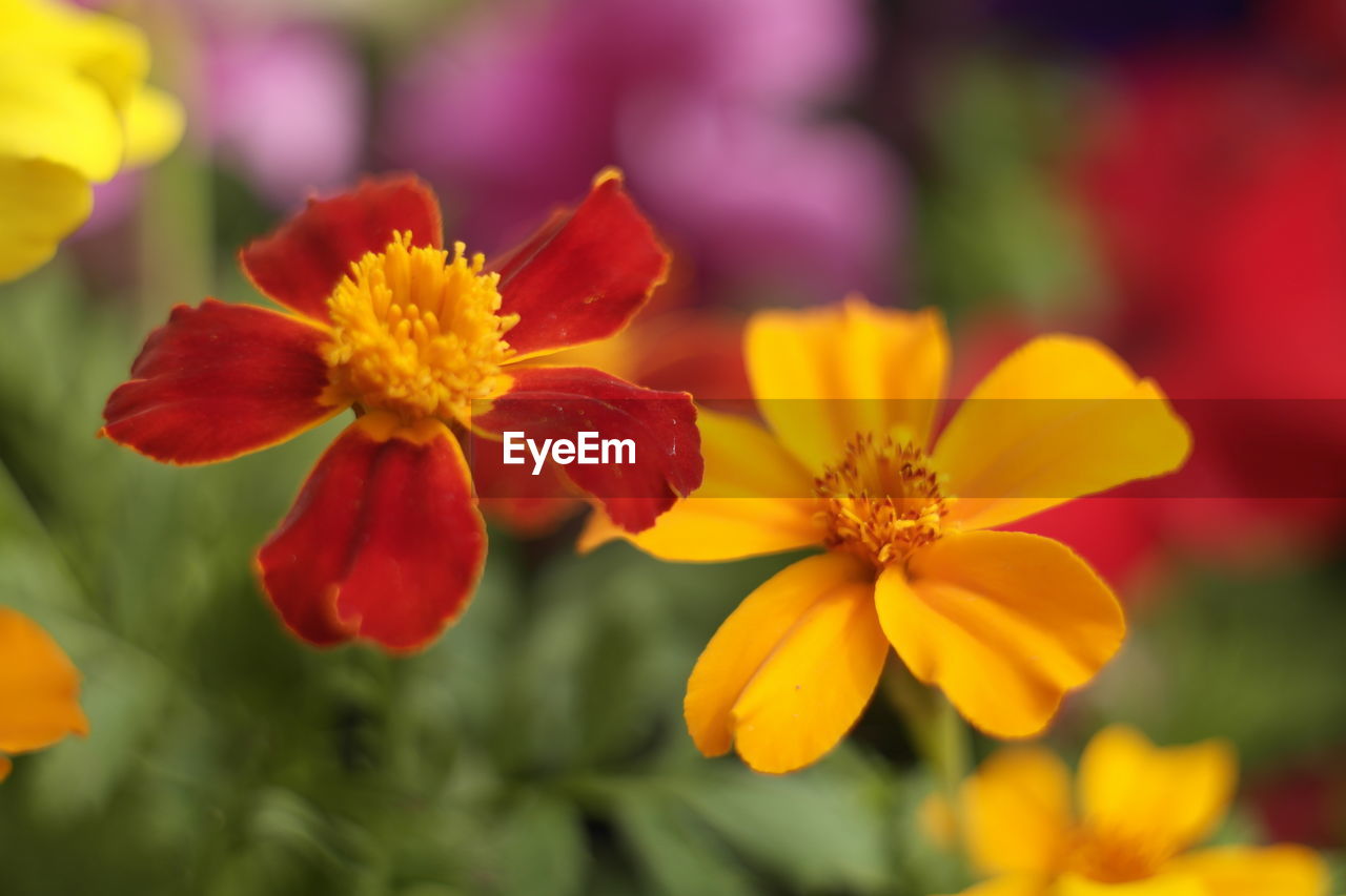 Close-up of marigolds blooming outdoors