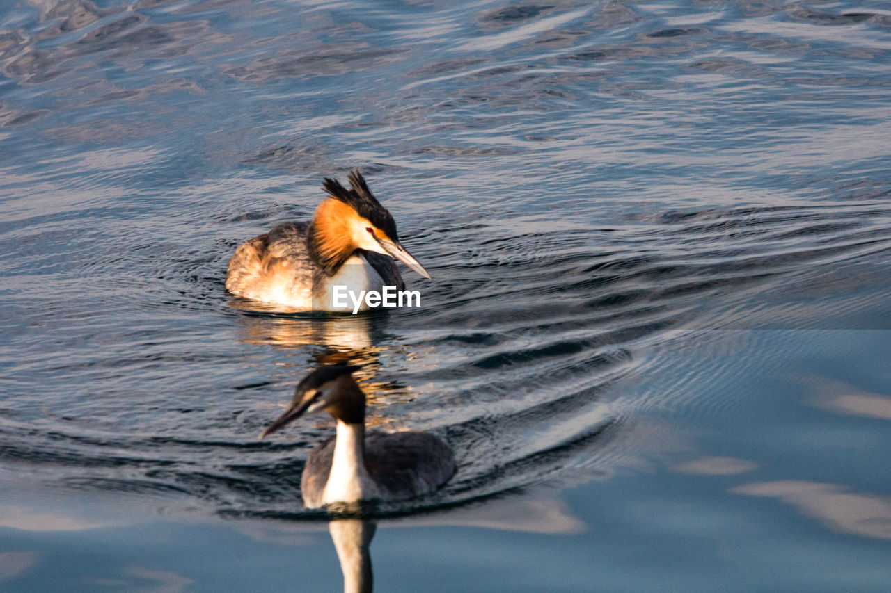 BIRD SWIMMING IN LAKE