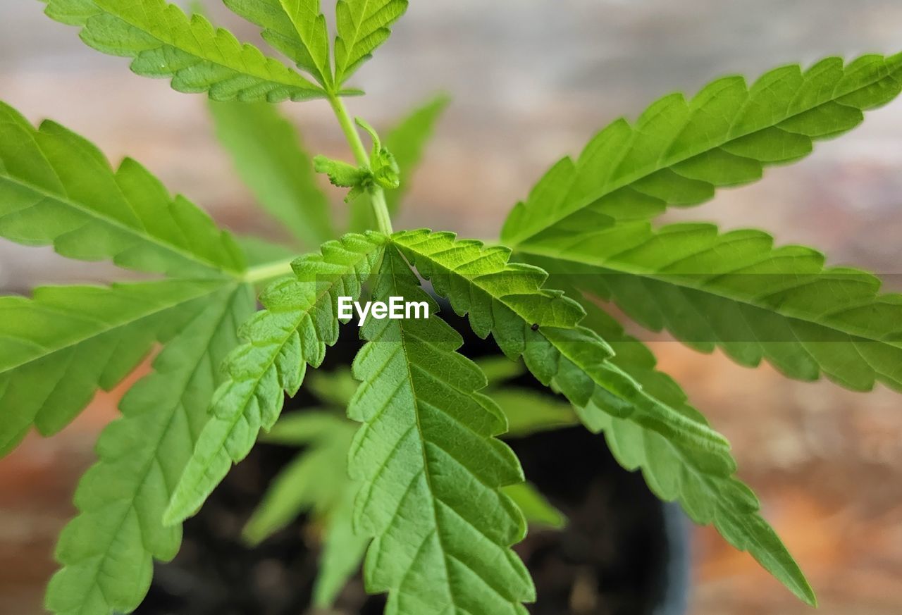 Close-up of fresh green marijuana leaves