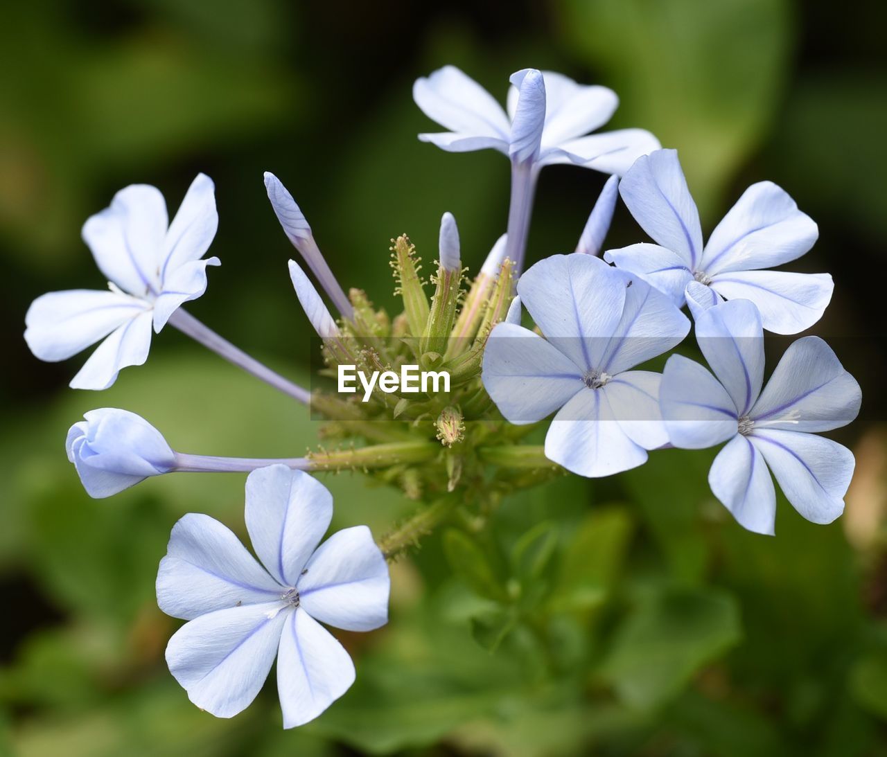 CLOSE-UP OF WHITE FLOWERS