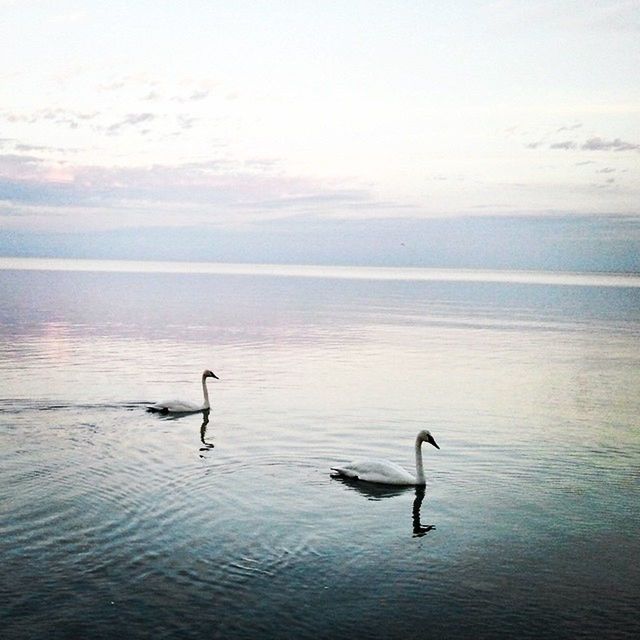 VIEW OF BIRDS IN WATER