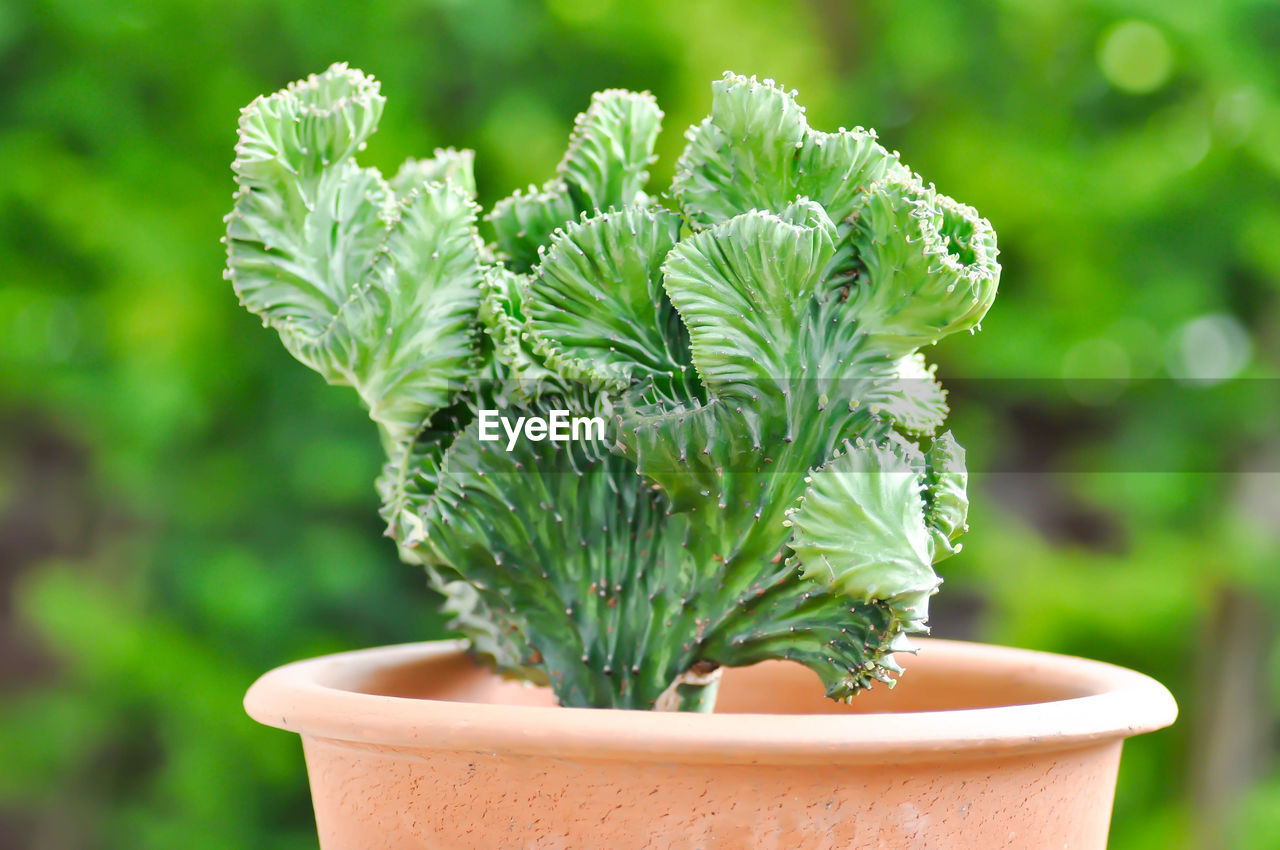 CLOSE-UP OF POTTED PLANT AGAINST WHITE WALL