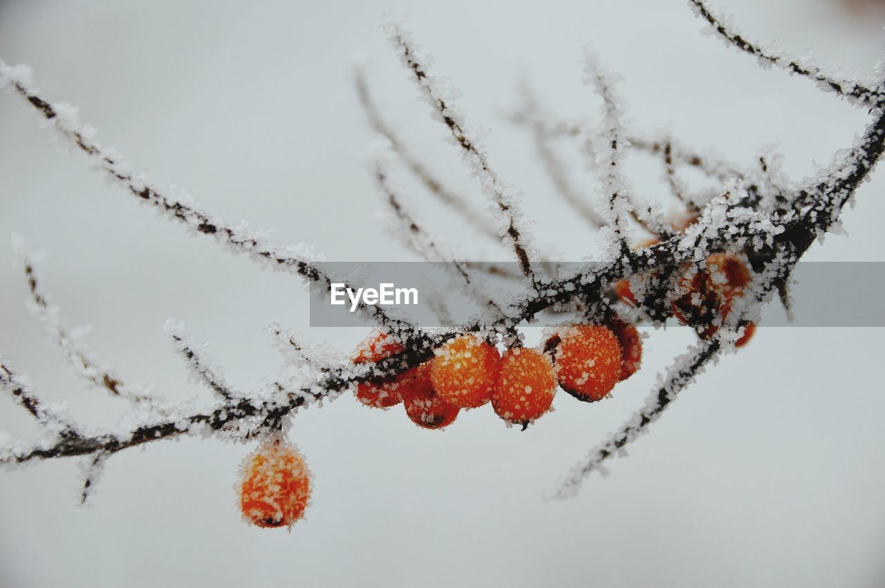 Close-up of frozen berries on tree