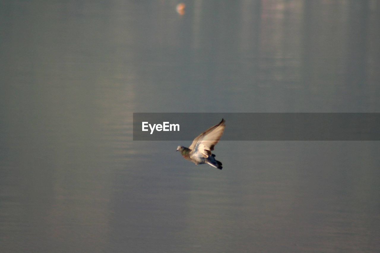 Seagull flying over lake