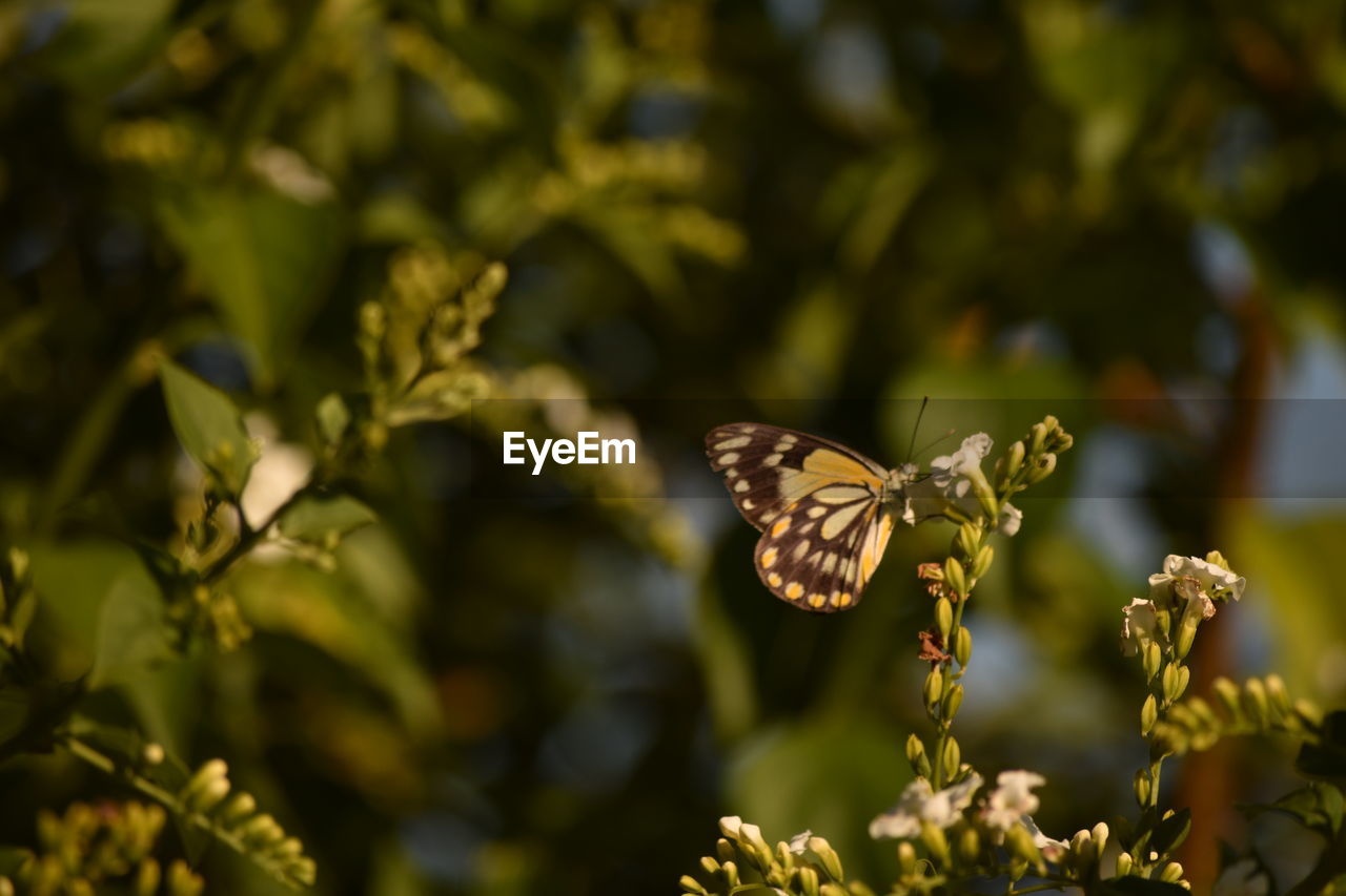 CLOSE-UP OF BUTTERFLY ON FLOWER