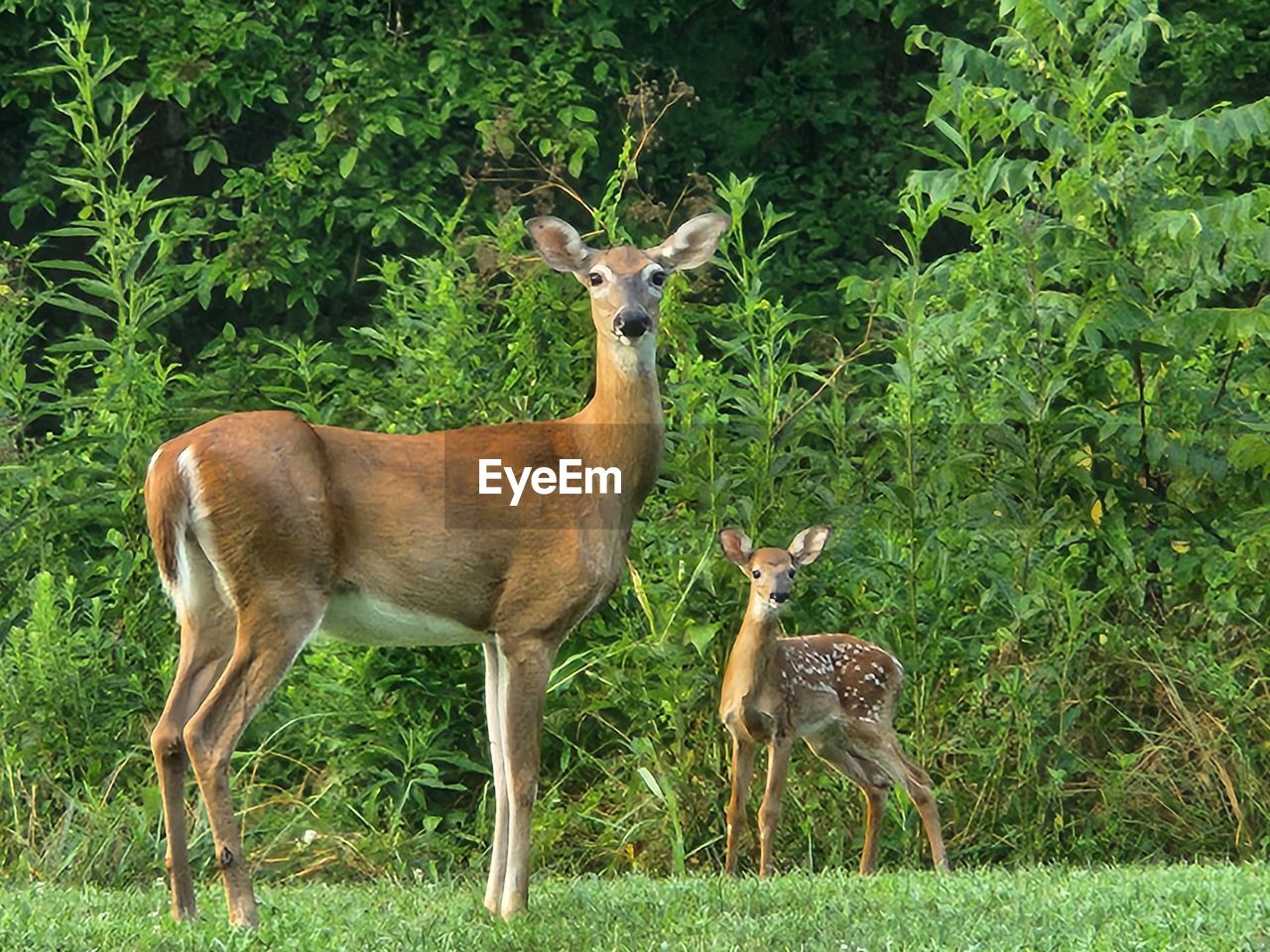 animal themes, animal, animal wildlife, mammal, wildlife, plant, deer, nature, group of animals, green, land, grass, impala, no people, standing, field, tree, herbivorous, domestic animals, young animal, day, growth, brown, two animals, antelope, beauty in nature, outdoors, full length, forest, side view, fawn