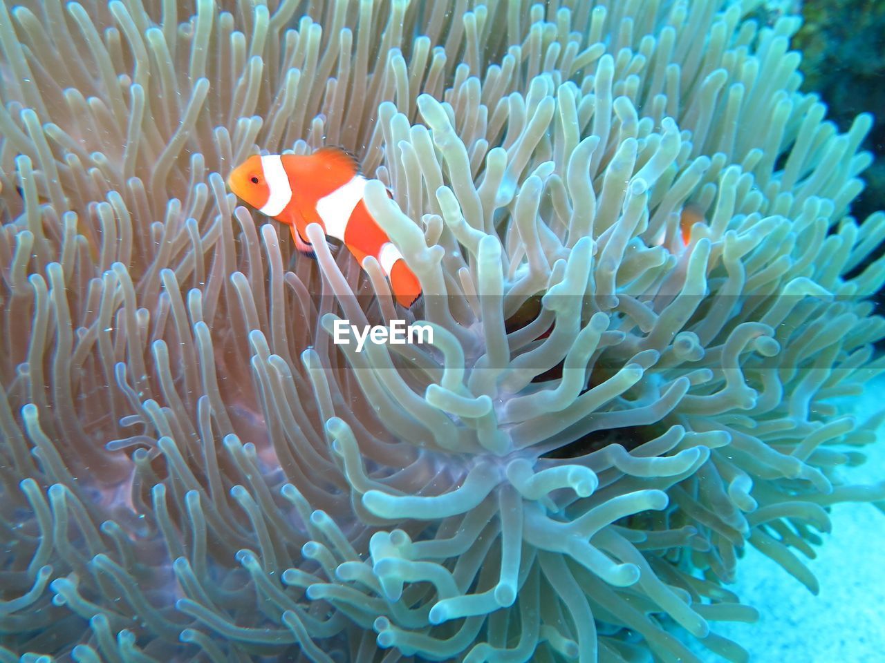 Fish swimming in sea