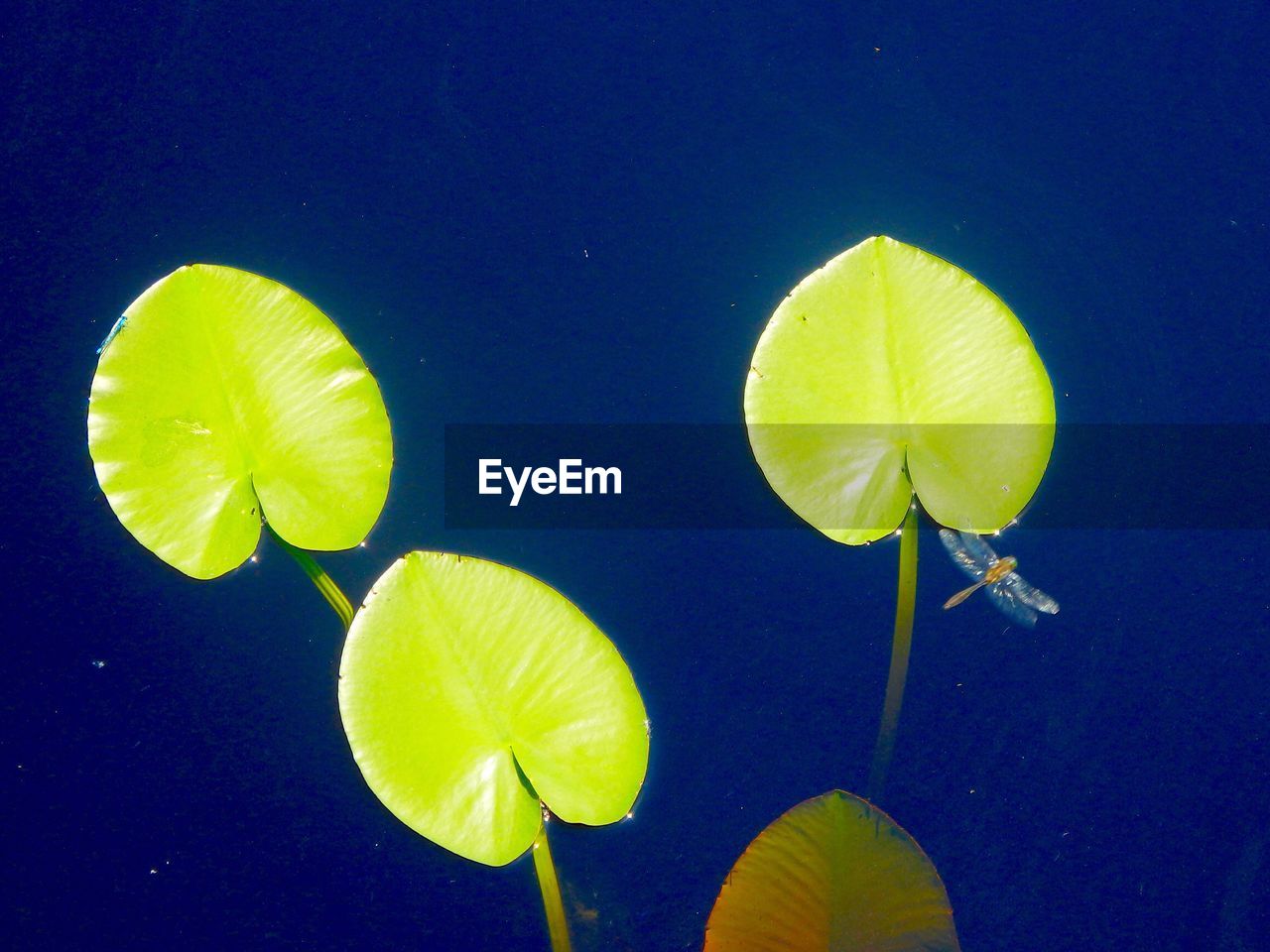 LEAVES FLOATING ON WATER