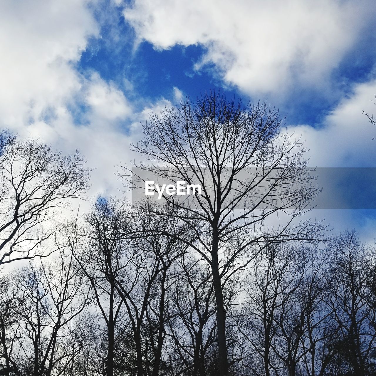 LOW ANGLE VIEW OF BARE TREE AGAINST CLOUDY SKY