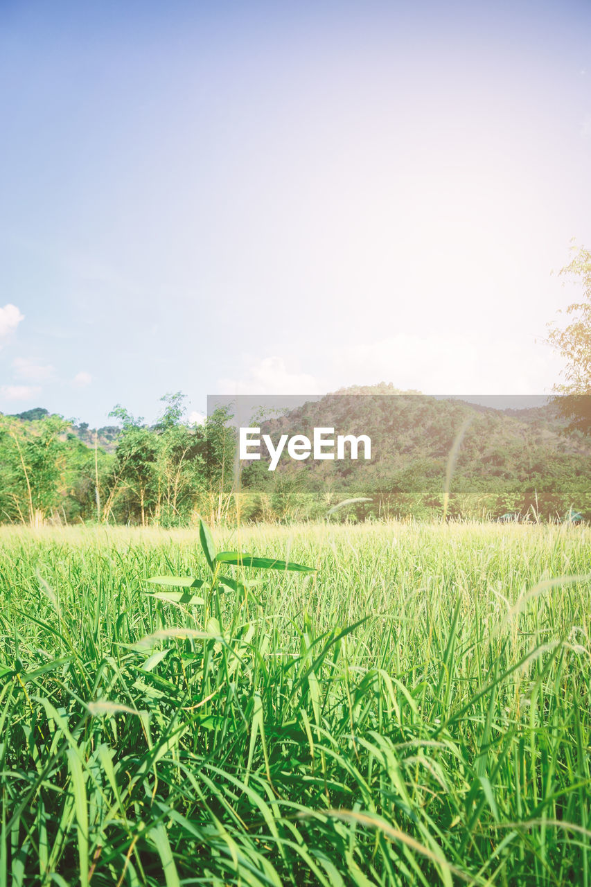 SCENIC VIEW OF FARM AGAINST SKY