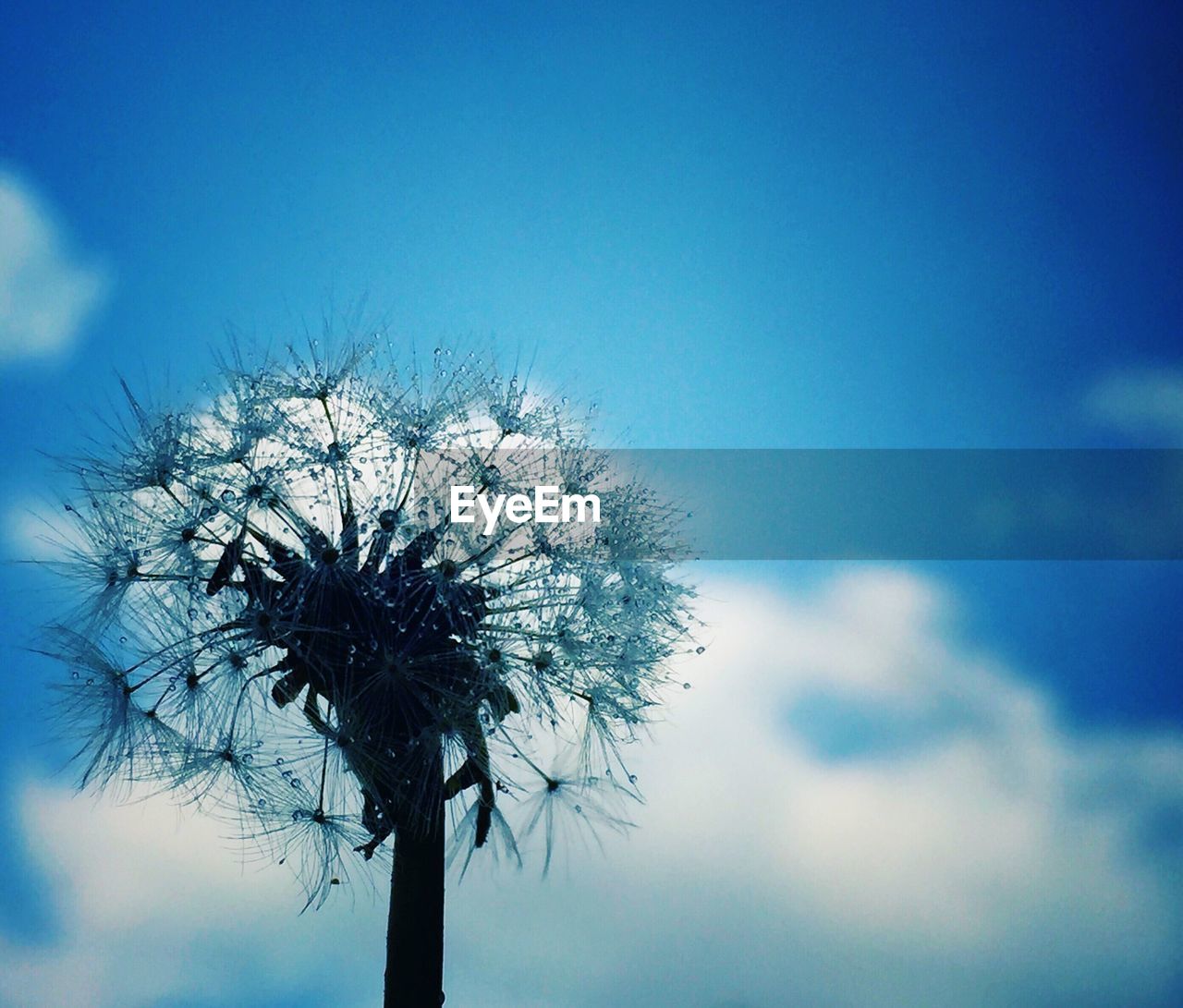 Close-up of wet dandelion against blue sky