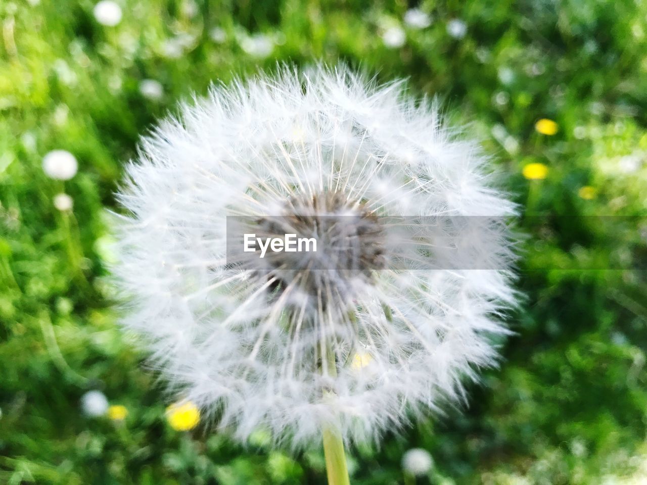 CLOSE-UP OF WHITE DANDELION FLOWER