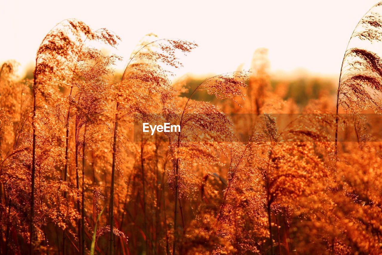 CLOSE-UP OF WHEAT PLANTS GROWING ON FIELD AGAINST SKY