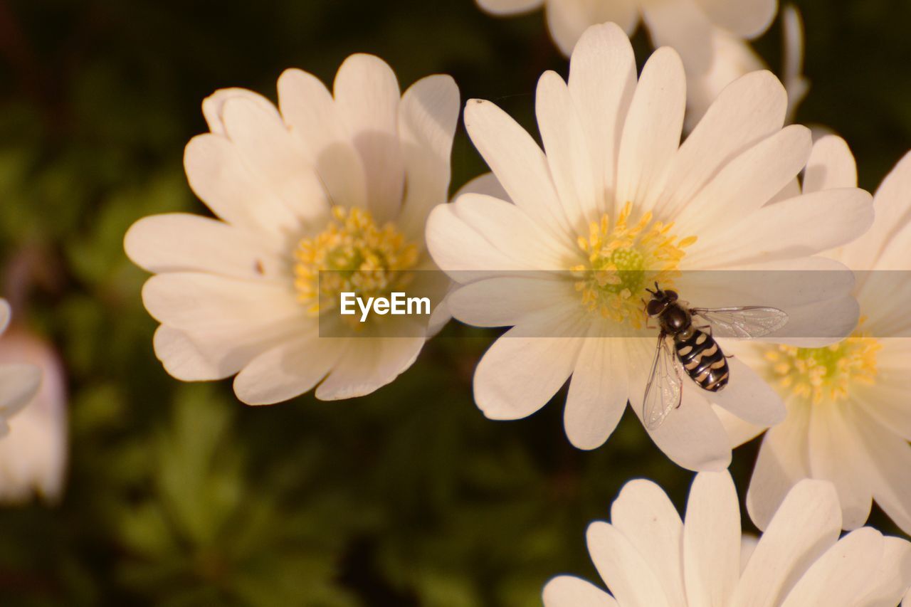 CLOSE-UP OF BEE ON WHITE FLOWER