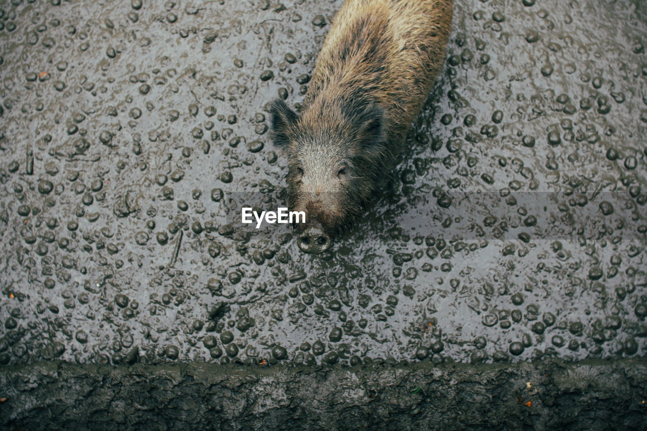 High angle view of wild boar in mud