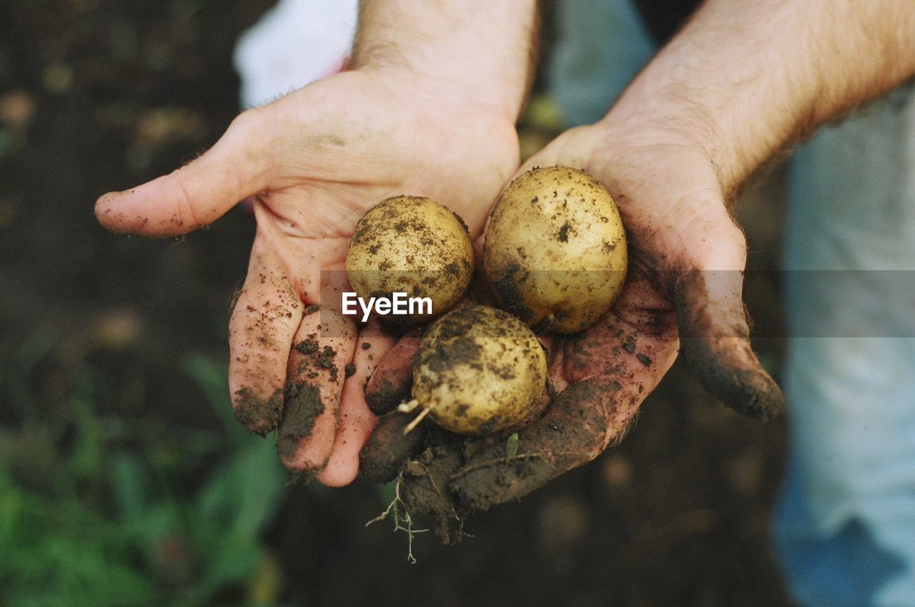 Cropped hand of man holding potatoes