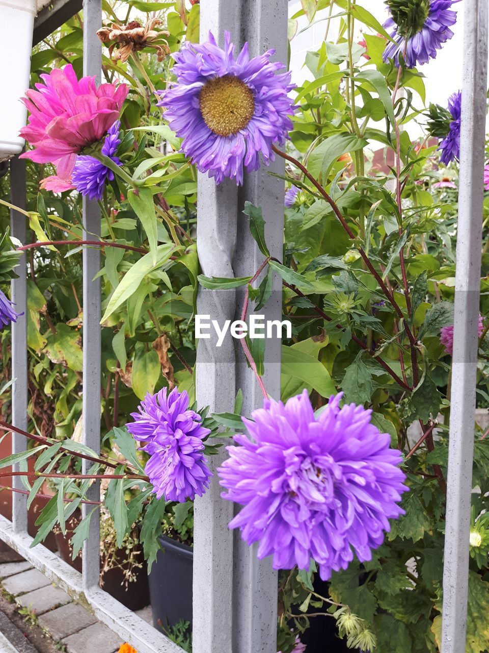 PURPLE FLOWERS BLOOMING OUTDOORS