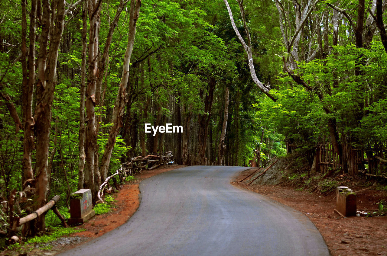 Road amidst trees in forest