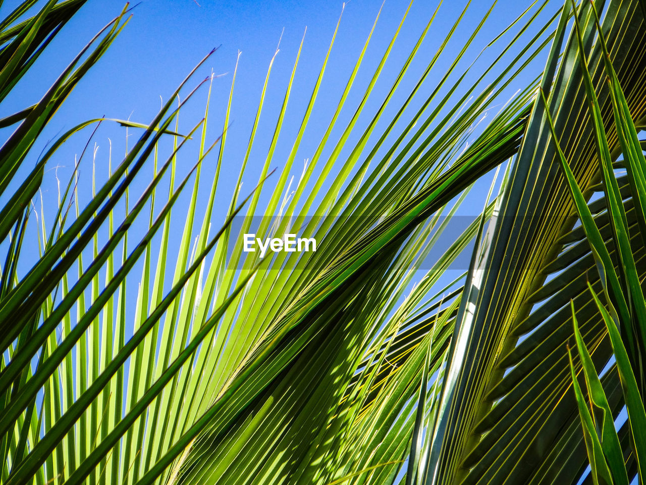 Low angle view of palm tree against sky