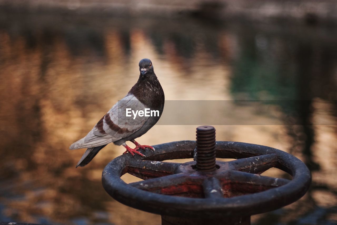 CLOSE-UP OF PIGEON PERCHING ON RUSTY METALLIC