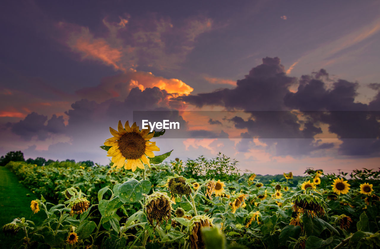 SUNFLOWERS BLOOMING ON FIELD AGAINST SKY AT SUNSET