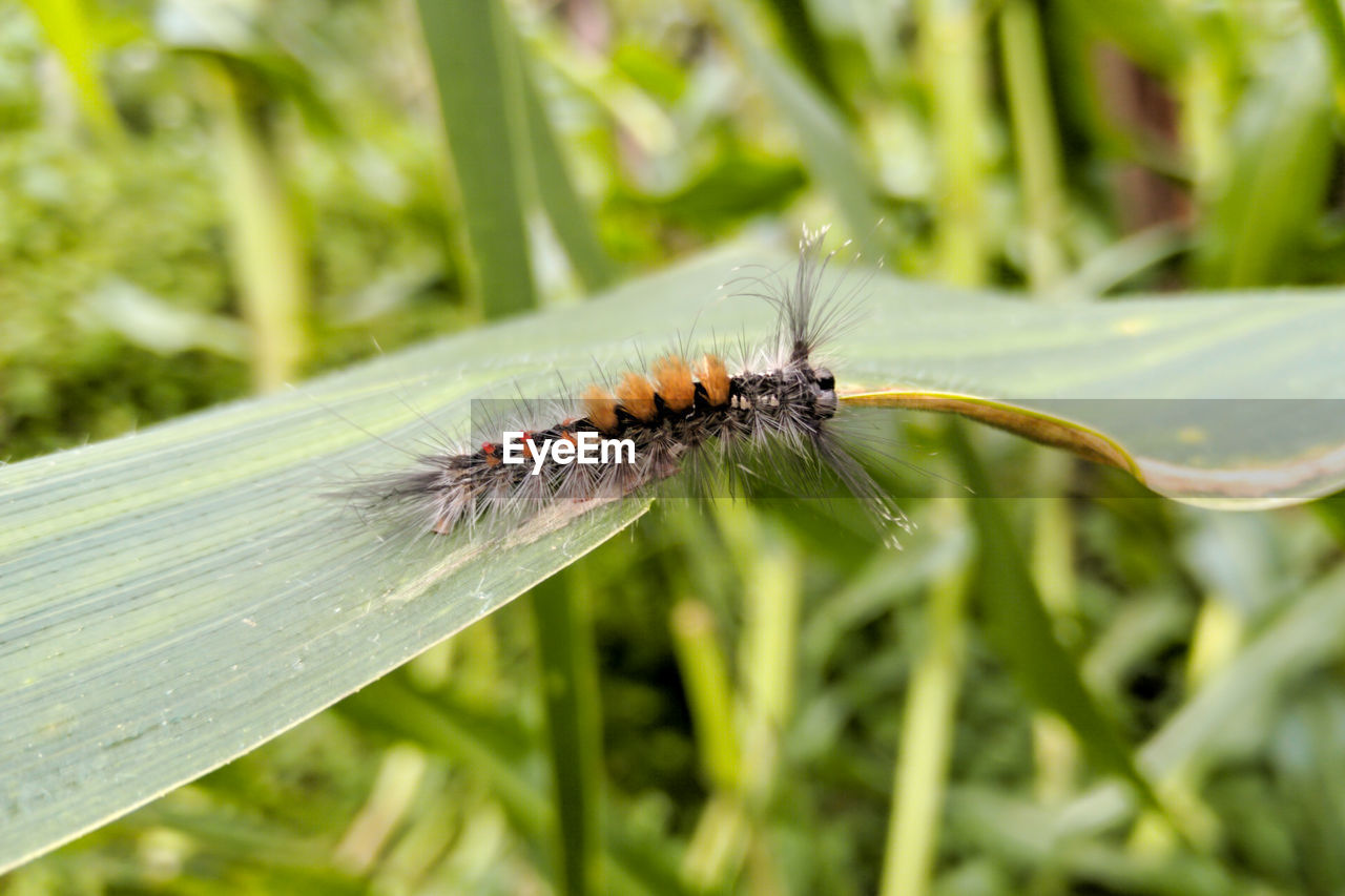 CLOSE-UP OF INSECT ON BLADE OF GRASS
