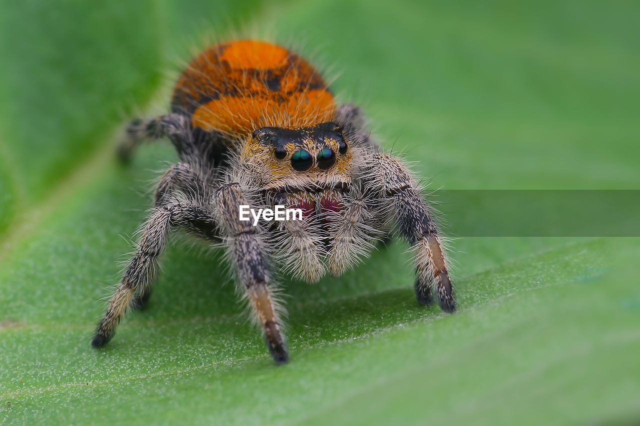 CLOSE-UP OF SPIDER ON GREEN LEAF