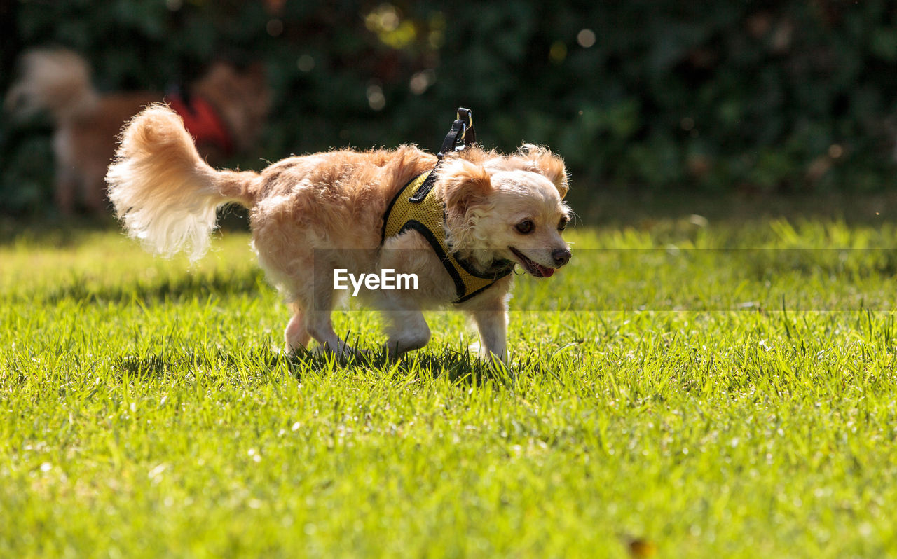 DOG IN FIELD